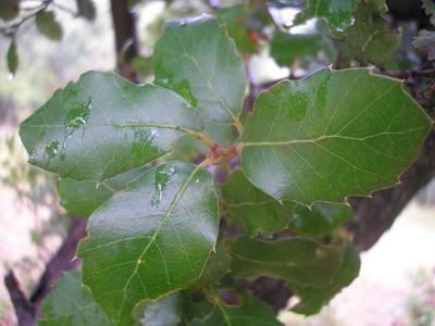 file:///home/gadget/actPAULETTE/PauletteVIGNETT400/FAGACEE/Quercus%20ilex%20(ch%C3%AAne%20vert)%2008-07%20feuille.JPG
