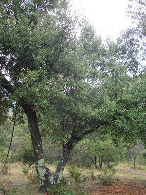 file:///home/gadget/actPAULETTE/PauletteVIGNETT400/FAGACEE/Quercus%20ilex%20(ch%C3%AAne%20vert)%2008-07%20port%20.JPG