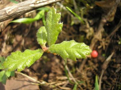 file:///home/gadget/actPAULETTE/PauletteVIGNETT400/FAGACEE/Quercus.pubescent.Ch%C3%AAne.blanc%2004-08jeunepousse2.jpg