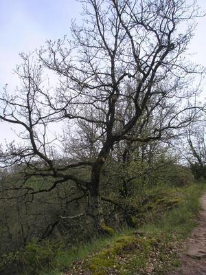 file:///home/gadget/actPAULETTE/PauletteVIGNETT400/FAGACEE/Quercus.pubescent.Ch%C3%AAne.blanc%2004-08p2.jpg