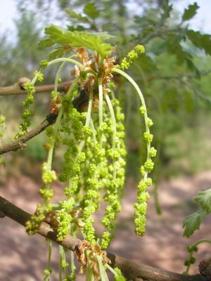 file:///home/gadget/actPAULETTE/PauletteVIGNETT400/FAGACEE/Quercus.pubescent.Ch%C3%AAne.blanc%2005-08ch4.jpg