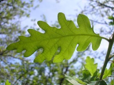 file:///home/gadget/actPAULETTE/PauletteVIGNETT400/FAGACEE/Quercus.pubescent.Ch%C3%AAne.blanc%2005-08flle1.jpg
