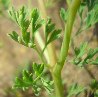 file:///media/Moby%20DisK/1%20Paulette%20FLORE%20ELECTRIQUE/Paulette%20VIGNETTES%20PAR%20FAMILLE/FUMARIACIEE/Fumaria%20officinalis%20(Fumeterre%20officinale)%2004-08%20feuille2.jpg