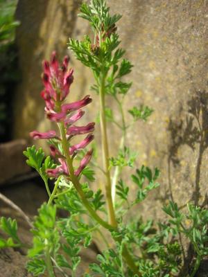 file:///media/Moby%20DisK/1%20Paulette%20FLORE%20ELECTRIQUE/Paulette%20VIGNETTES%20PAR%20FAMILLE/FUMARIACIEE/Fumaria%20officinalis%20(Fumeterre%20officinale)%2004-08%20plante8.jpg