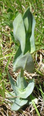 file:///home/gadget/actPAULETTE/PauletteVIGNETT400/GENTIANACEE/Blackstonia.perfoliata%2005-08p0.JPG