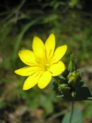 file:///home/gadget/actPAULETTE/PauletteVIGNETT400/GENTIANACEE/Blackstonia.perfoliata%2006-08fl1.JPG