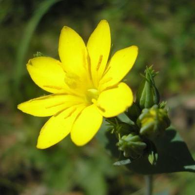 file:///home/gadget/actPAULETTE/PauletteVIGNETT400/GENTIANACEE/Blackstonia.perfoliata%2006-08fl11.JPG
