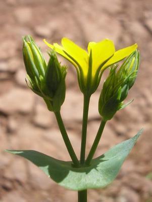 file:///home/gadget/actPAULETTE/PauletteVIGNETT400/GENTIANACEE/Blackstonia.perfoliata%2006-08fl3.JPG