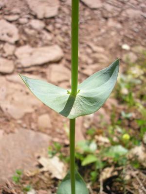 file:///home/gadget/actPAULETTE/PauletteVIGNETT400/GENTIANACEE/Blackstonia.perfoliata%2006-08flle4.JPG