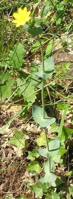 file:///home/gadget/actPAULETTE/PauletteVIGNETT400/GENTIANACEE/Blackstonia.perfoliata%2006-08p03.JPG