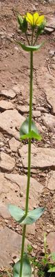 file:///home/gadget/actPAULETTE/PauletteVIGNETT400/GENTIANACEE/Blackstonia.perfoliata%2006-08p044.JPG