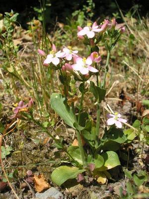 file:///home/gadget/actPAULETTE/PauletteVIGNETT400/GENTIANACEE/Centaurium.erythrea.Petitecentaur%C3%A9e%2007-08p2.JPG