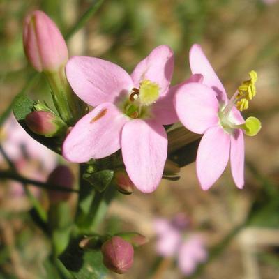 file:///home/gadget/actPAULETTE/PauletteVIGNETT400/GENTIANACEE/Centaurium.erythrea.Petitecentaur%C3%A9e%2007-08p444.JPG