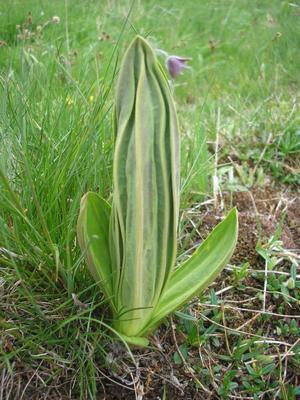 file:///home/gadget/actPAULETTE/PauletteVIGNETT400/GENTIANACEE/Gentiana.lutea.Gentianejaune%2005-08p1.JPG