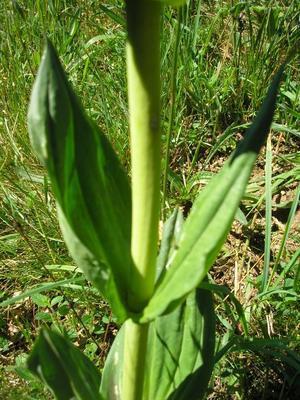 file:///home/gadget/actPAULETTE/PauletteVIGNETT400/GENTIANACEE/Gentiana.lutea.Gentianejaune%2007-06flle.JPG