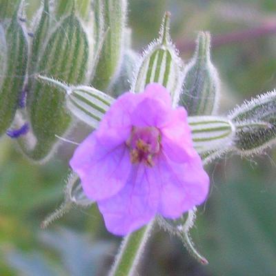 file:///media/Moby%20DisK/1%20Paulette%20FLORE%20ELECTRIQUE/Paulette%20VIGNETTES%20PAR%20FAMILLE/GERANIACEE/Erodium%20cicutarium%20(Bec%20de%20grue%20commun)%2005-06%20fleur22.JPG