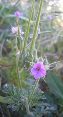file:///media/Moby%20DisK/1%20Paulette%20FLORE%20ELECTRIQUE/Paulette%20VIGNETTES%20PAR%20FAMILLE/GERANIACEE/Erodium%20cicutarium%20(Bec%20de%20grue%20commun)%2005-06%20plante22.JPG