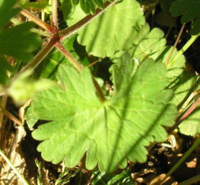 file:///media/Moby%20DisK/1%20Paulette%20FLORE%20ELECTRIQUE/Paulette%20VIGNETTES%20PAR%20FAMILLE/GERANIACEE/Geranium%20molle%20(geranium%20%C3%A0%20flle%20molles)%2005-06%20d%C3%A9tail%20flle.jpg