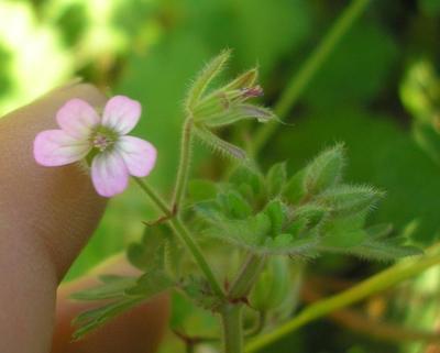 file:///media/Moby%20DisK/1%20Paulette%20FLORE%20ELECTRIQUE/Paulette%20VIGNETTES%20PAR%20FAMILLE/GERANIACEE/Geranium%20molle%20(geranium%20%C3%A0%20flle%20molles)%2005-06%20fleur.JPG