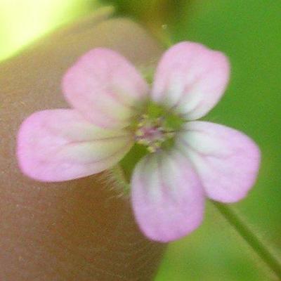 file:///media/Moby%20DisK/1%20Paulette%20FLORE%20ELECTRIQUE/Paulette%20VIGNETTES%20PAR%20FAMILLE/GERANIACEE/Geranium%20molle%20(geranium%20%C3%A0%20flle%20molles)%2005-06%20fleur11.JPG