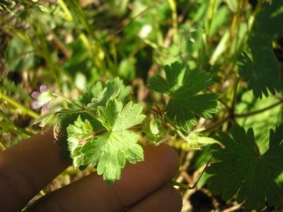 file:///media/Moby%20DisK/1%20Paulette%20FLORE%20ELECTRIQUE/Paulette%20VIGNETTES%20PAR%20FAMILLE/GERANIACEE/Geranium%20molle%20(geranium%20%C3%A0%20flle%20molles)%2005-06%20plante.JPG