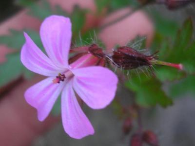 file:///media/Moby%20DisK/1%20Paulette%20FLORE%20ELECTRIQUE/Paulette%20VIGNETTES%20PAR%20FAMILLE/GERANIACEE/Geranium%20robertitum%20(Herbe%20%C3%A0%20Robert)%2006-06%20fleur44.JPG