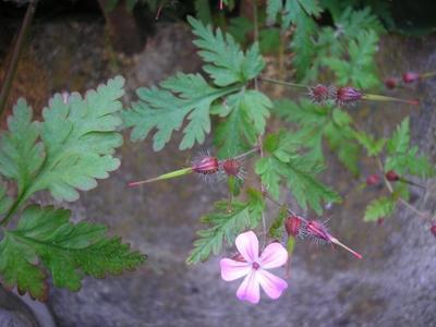 file:///media/Moby%20DisK/1%20Paulette%20FLORE%20ELECTRIQUE/Paulette%20VIGNETTES%20PAR%20FAMILLE/GERANIACEE/Geranium%20robertitum%20(Herbe%20%C3%A0%20Robert)%2006-06%20plante%20.JPG