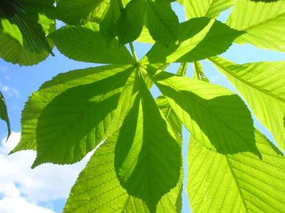 file:///media/Moby%20DisK/1%20Paulette%20FLORE%20ELECTRIQUE/Paulette%20VIGNETTES%20PAR%20FAMILLE/HIPPOCASTANACEE/Aesculus%20hippocastanum%20(Marronier%20blanc)%2005-08%20feuillage2%20(copie).jpg