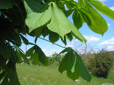 file:///media/Moby%20DisK/1%20Paulette%20FLORE%20ELECTRIQUE/Paulette%20VIGNETTES%20PAR%20FAMILLE/HIPPOCASTANACEE/Aesculus%20hippocastanum%20(Marronier%20blanc)%2005-08%20feuillage3%20(copie).jpg
