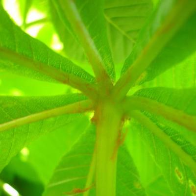 file:///media/Moby%20DisK/1%20Paulette%20FLORE%20ELECTRIQUE/Paulette%20VIGNETTES%20PAR%20FAMILLE/HIPPOCASTANACEE/Aesculus%20hippocastanum%20(Marronier%20blanc)%2005-08%20feuillage4d%C3%A9tail%20(copie).jpg