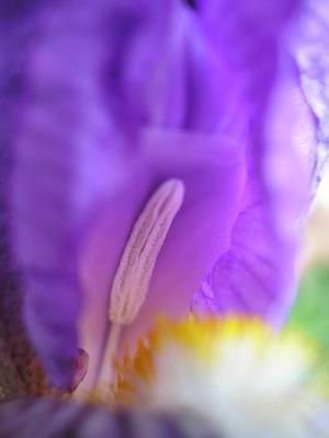 file:///media/Moby%20DisK/1%20Paulette%20FLORE%20ELECTRIQUE/Paulette%20VIGNETTES%20PAR%20FAMILLE/IRIDACEE.M/Iris%20germanica%2004-08%20fleur%20pistil2.jpg