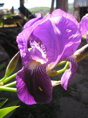 file:///media/Moby%20DisK/1%20Paulette%20FLORE%20ELECTRIQUE/Paulette%20VIGNETTES%20PAR%20FAMILLE/IRIDACEE.M/Iris%20germanica%2004-08%20fleur4.jpg