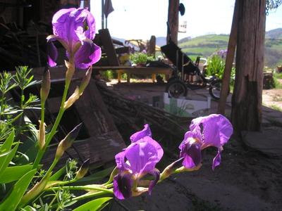 file:///media/Moby%20DisK/1%20Paulette%20FLORE%20ELECTRIQUE/Paulette%20VIGNETTES%20PAR%20FAMILLE/IRIDACEE.M/Iris%20germanica%2004-08%20fleur5.jpg