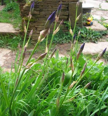 file:///media/Moby%20DisK/1%20Paulette%20FLORE%20ELECTRIQUE/Paulette%20VIGNETTES%20PAR%20FAMILLE/IRIDACEE.M/Iris%20germanica%2004-08%20plante1.jpg