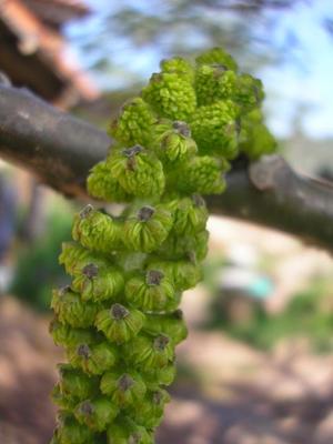 file:///media/Moby%20DisK/1%20Paulette%20FLORE%20ELECTRIQUE/Paulette%20VIGNETTES%20PAR%20FAMILLE/JUGLANDACEE/Juglans%20regia%20(Noyer)%2005-08%20ch%C3%A2ton2.jpg