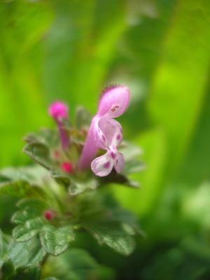 file:///media/Moby%20DisK/1%20Paulette%20FLORE%20ELECTRIQUE/Paulette%20VIGNETTES%20PAR%20FAMILLE/LAMIACEE/Lamium%20amplexicaule%20(lamier%20amplexicaule)%2004-08%20fleur1.jpg