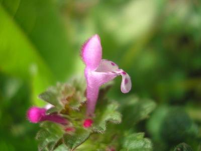 file:///media/Moby%20DisK/1%20Paulette%20FLORE%20ELECTRIQUE/Paulette%20VIGNETTES%20PAR%20FAMILLE/LAMIACEE/Lamium%20amplexicaule%20(lamier%20amplexicaule)%2004-08%20fleur2.jpg