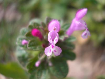 file:///media/Moby%20DisK/1%20Paulette%20FLORE%20ELECTRIQUE/Paulette%20VIGNETTES%20PAR%20FAMILLE/LAMIACEE/Lamium%20amplexicaule%20(lamier%20amplexicaule)%2004-08%20fleurs3.jpg