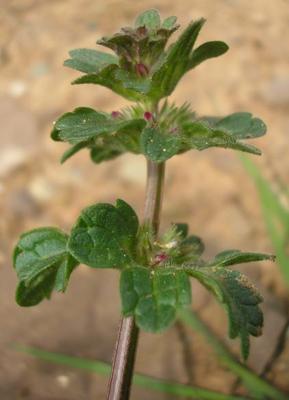file:///media/Moby%20DisK/1%20Paulette%20FLORE%20ELECTRIQUE/Paulette%20VIGNETTES%20PAR%20FAMILLE/LAMIACEE/Lamium%20amplexicaule%20(lamier%20amplexicaule)%2004-08%20plante1.jpg