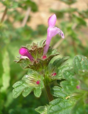 file:///media/Moby%20DisK/1%20Paulette%20FLORE%20ELECTRIQUE/Paulette%20VIGNETTES%20PAR%20FAMILLE/LAMIACEE/Lamium%20amplexicaule%20(lamier%20amplexicaule)%2004-08%20plante2.jpg