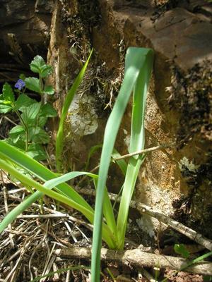 file:///media/Moby%20DisK/1%20Paulette%20FLORE%20ELECTRIQUE/Paulette%20VIGNETTES%20PAR%20FAMILLE/LILIACEE.M/Muscari%20comosum%20(Musacri%20%C3%A0%20toupet)%2005-08%20feuille.jpg