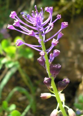 file:///media/Moby%20DisK/1%20Paulette%20FLORE%20ELECTRIQUE/Paulette%20VIGNETTES%20PAR%20FAMILLE/LILIACEE.M/Muscari%20comosum%20(Musacri%20%C3%A0%20toupet)%2005-08%20fleur1.jpg