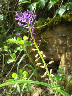 file:///media/Moby%20DisK/1%20Paulette%20FLORE%20ELECTRIQUE/Paulette%20VIGNETTES%20PAR%20FAMILLE/LILIACEE.M/Muscari%20comosum%20(Musacri%20%C3%A0%20toupet)%2005-08%20fleur2.jpg