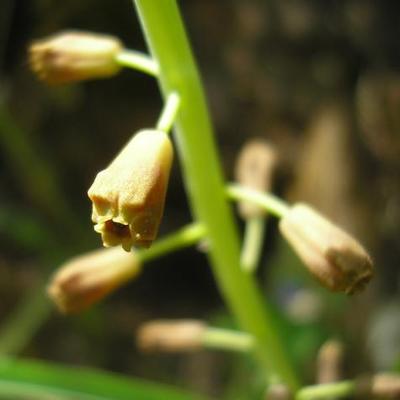file:///media/Moby%20DisK/1%20Paulette%20FLORE%20ELECTRIQUE/Paulette%20VIGNETTES%20PAR%20FAMILLE/LILIACEE.M/Muscari%20comosum%20(Musacri%20%C3%A0%20toupet)%2005-08%20fruit.jpg