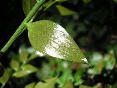 file:///media/Moby%20DisK/1%20Paulette%20FLORE%20ELECTRIQUE/Paulette%20VIGNETTES%20PAR%20FAMILLE/LILIACEE.M/Ruscus%20aesculatus%20(Fragon%20petit-houx)%2005-06%20Jeune%20pousse%20feuille.JPG