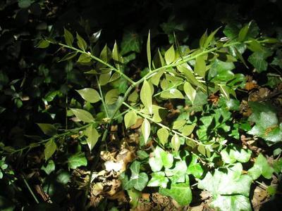 file:///media/Moby%20DisK/1%20Paulette%20FLORE%20ELECTRIQUE/Paulette%20VIGNETTES%20PAR%20FAMILLE/LILIACEE.M/Ruscus%20aesculatus%20(Fragon%20petit-houx)%2005-06%20Jeune%20pousse.JPG