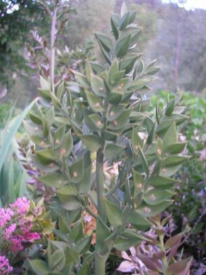 file:///media/Moby%20DisK/1%20Paulette%20FLORE%20ELECTRIQUE/Paulette%20VIGNETTES%20PAR%20FAMILLE/LILIACEE.M/Ruscus%20aesculatus%20(Fragon%20petit-houx)%2005-06%20Vieille%20pousse.JPG