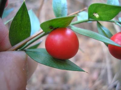 file:///media/Moby%20DisK/1%20Paulette%20FLORE%20ELECTRIQUE/Paulette%20VIGNETTES%20PAR%20FAMILLE/LILIACEE.M/Ruscus%20aesculatus%20(Fragon%20petit-houx)%2010-06%20fruit1%20.JPG