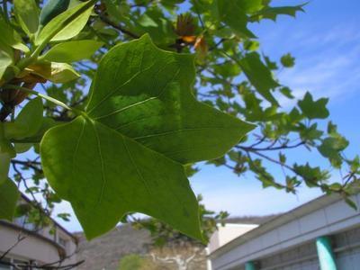 file:///media/Moby%20DisK/1%20Paulette%20FLORE%20ELECTRIQUE/Paulette%20VIGNETTES%20PAR%20FAMILLE/MAGNOLIACEE/Liriodendron%20tulipfera%20(Tulipier%20de%20Virginie)%2004-08%20feuille%20face.jpg