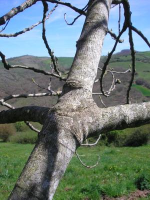 file:///media/Moby%20DisK/1%20Paulette%20FLORE%20ELECTRIQUE/Paulette%20VIGNETTES%20PAR%20FAMILLE/MORACEE/Ficus%20carica%20(Figuier)%2004-08%20%C3%A9corce.jpg